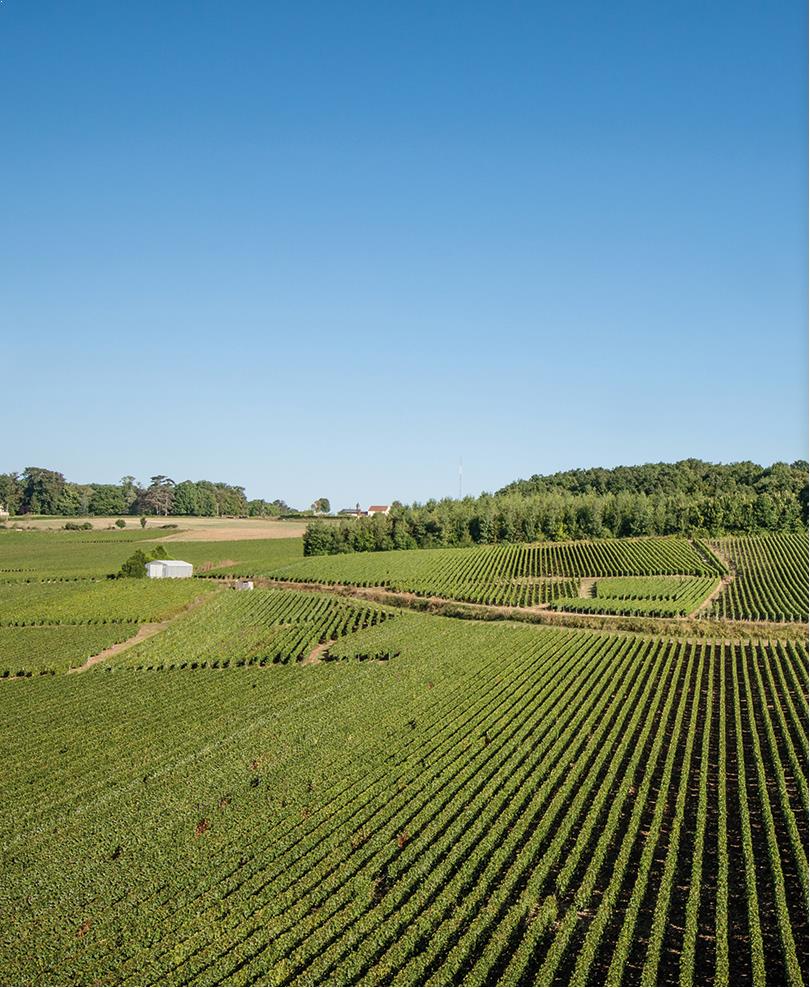 Maison de Champagne Le Brun de Neuville - Grande Cuvée de Champagne Blanc de Blancs